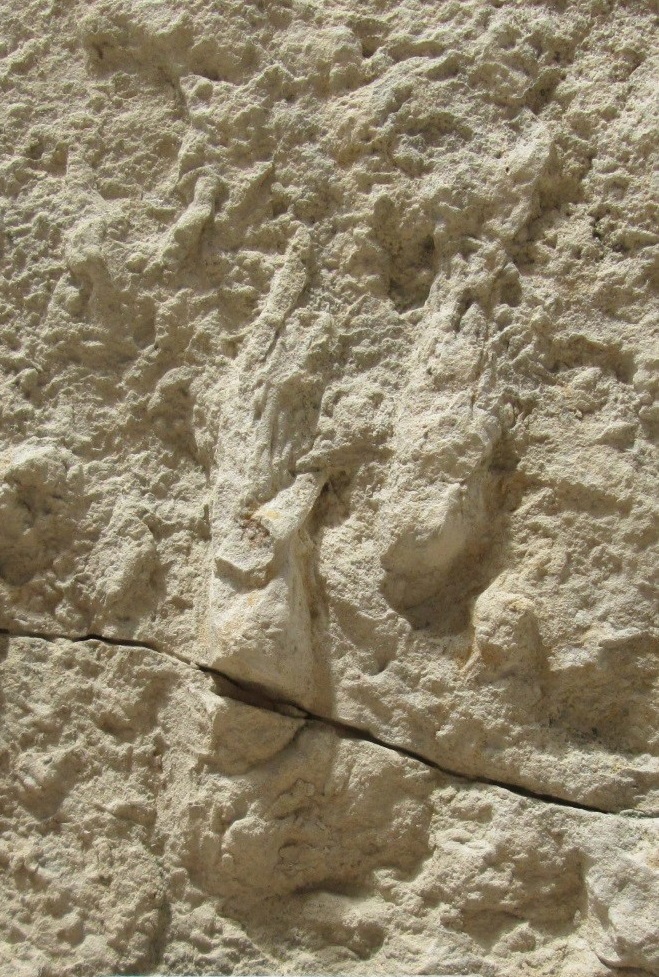 dinosaur tracks tumbler ridge